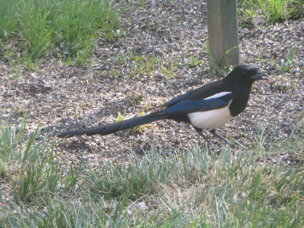 European magpie. This is what they look like.