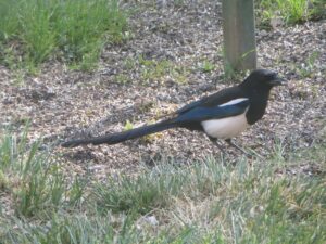 European magpie. This is what they look like.